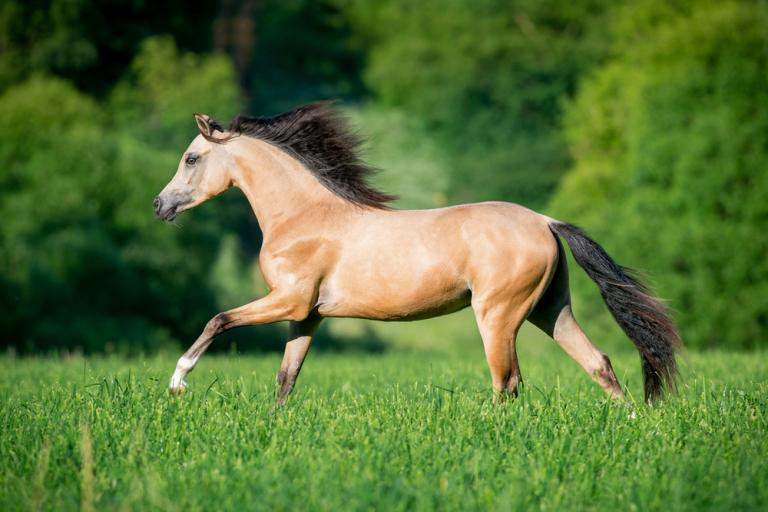 Deutsches Reitpony / German Riding Pony