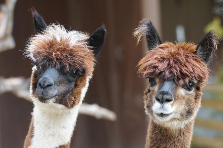 Alpaca