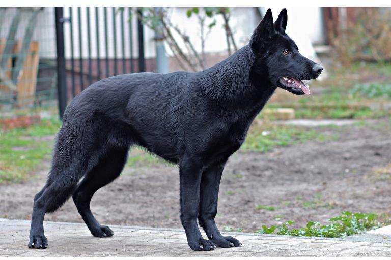 black coat dog