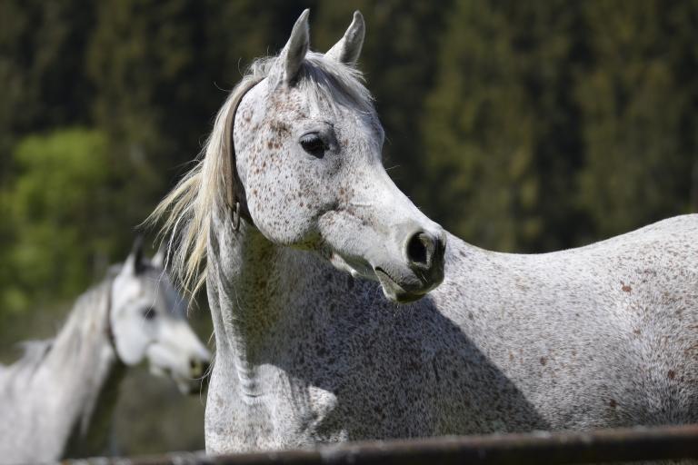 Araber/ Arabian horse