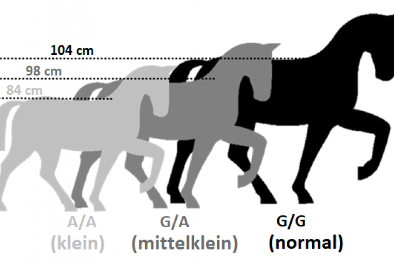 Pony - Größe