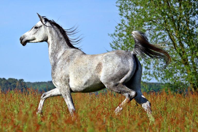 Vollblut Araber/Arabian Horse