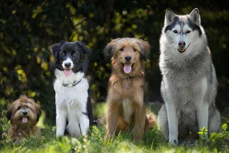 what are characteristics of dogs