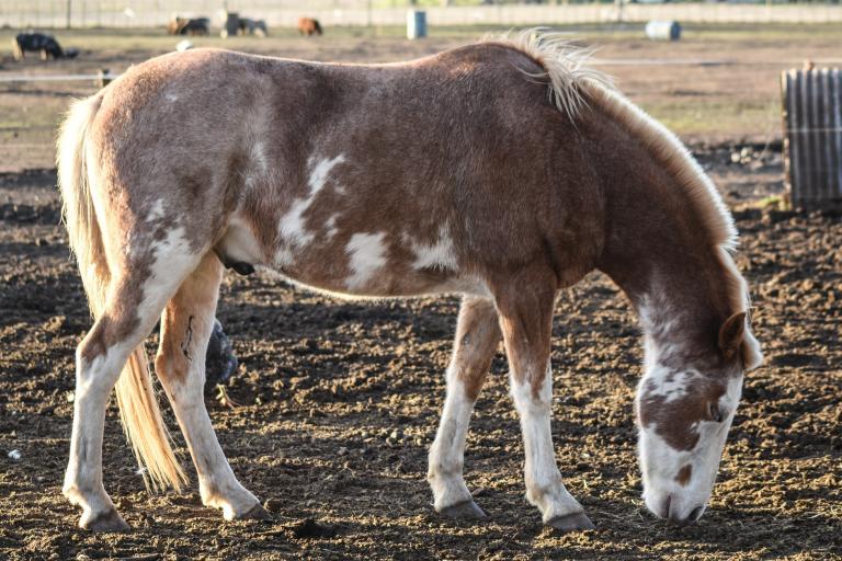 sabino gene in horses