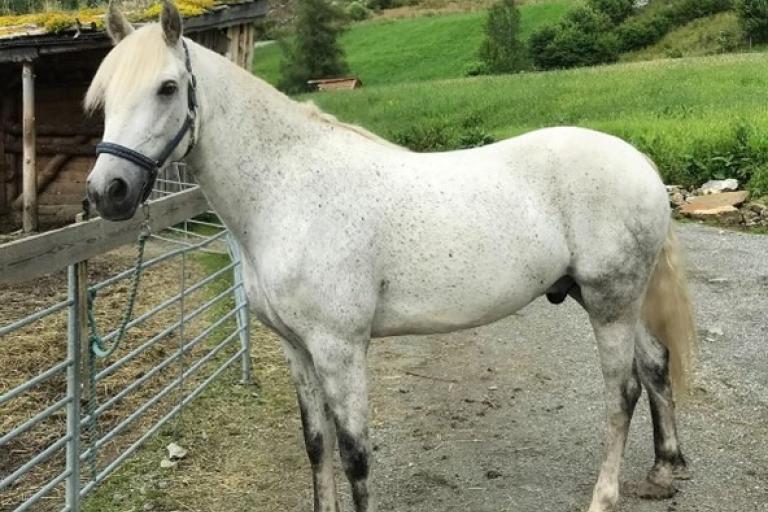 Connemara Pony PSSM Research Group 