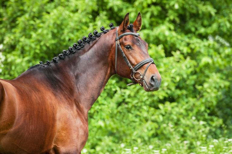 CAG horse