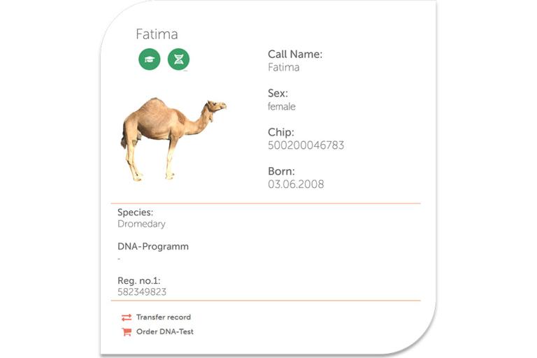 Tierakte_Kamel