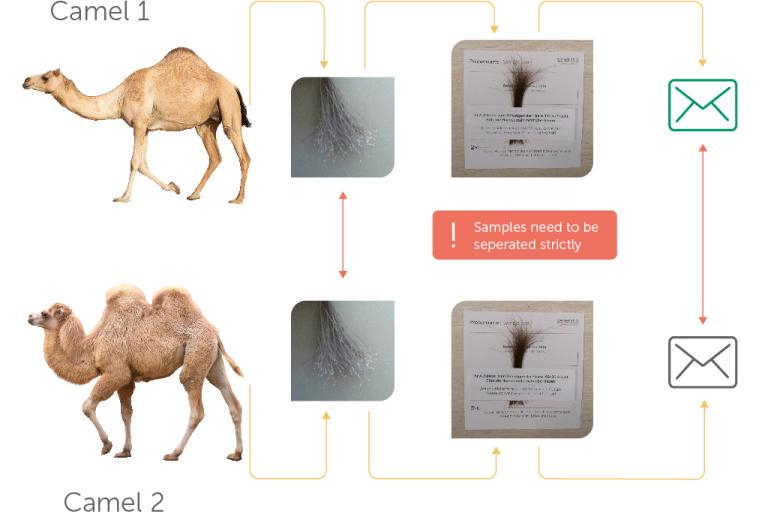 Camel_Sample
