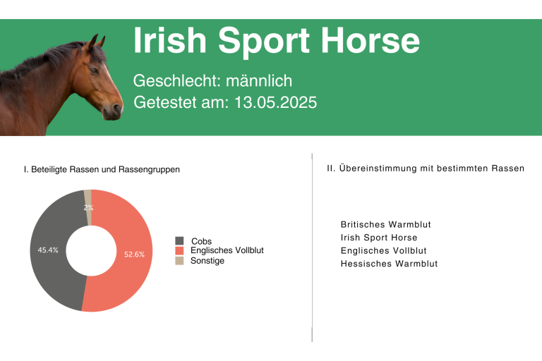 Rassenanalyse_IrischesSportPferd