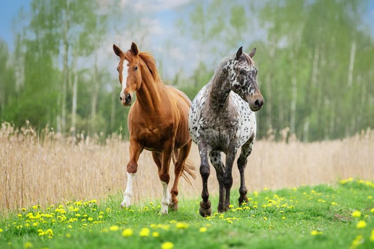 Pferderassen_Test