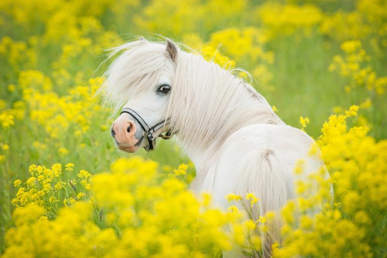 Shetlandpony_Rassebestimmung