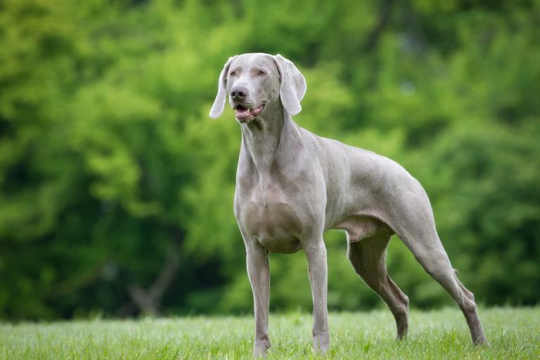 Weimaraner_CMM1