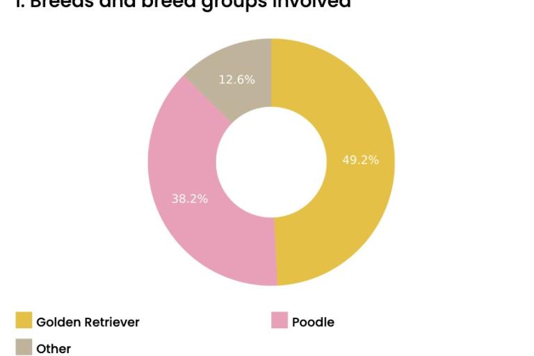 DNA breed analysis of a Labradoodle: 49.2% Golden Retriever, 38.2% Poodle and 12.6% other breed ancestry