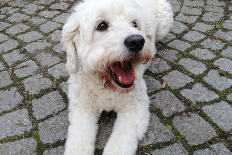 Weißer Labradoodle – Beispiel für die DNA-basierte Rassenanalyse bei Hunden