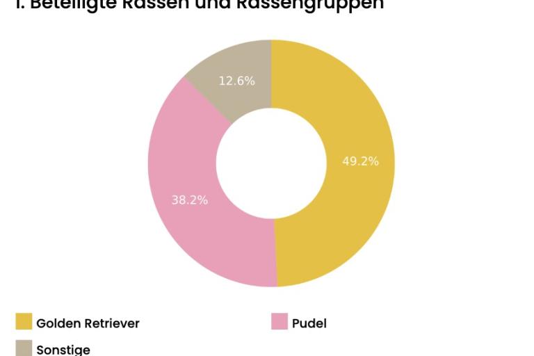 DNA-Rassenanalyse eines Labradoodles: 49,2 % Golden Retriever, 38,2 % Pudel und 12,6 % sonstige Rasseanteile
