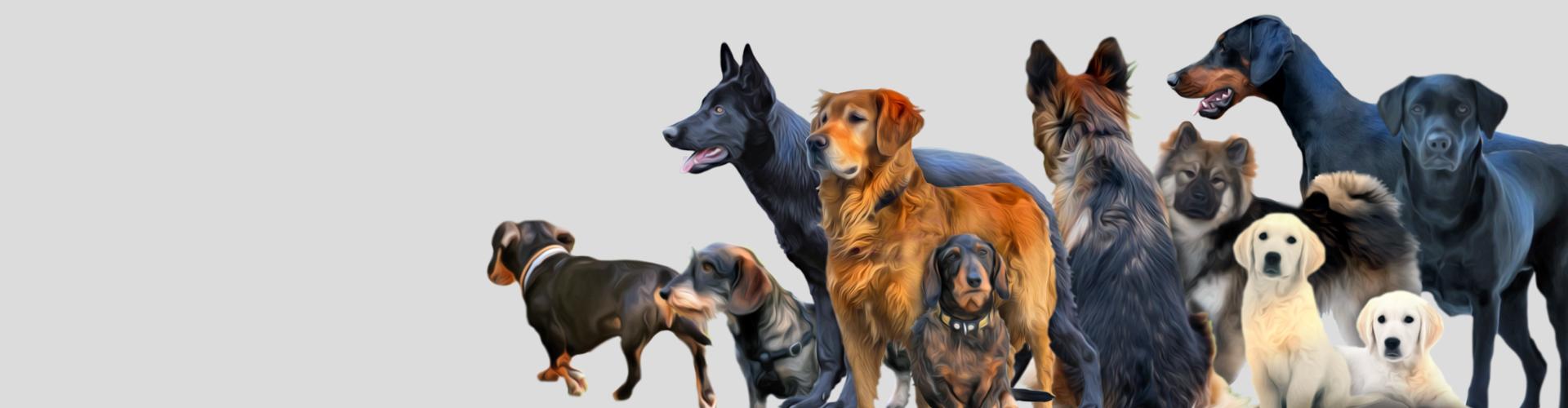 generatio DNA-Tests für Hunde, Tierärztliches Institut für Molekulare Genetik