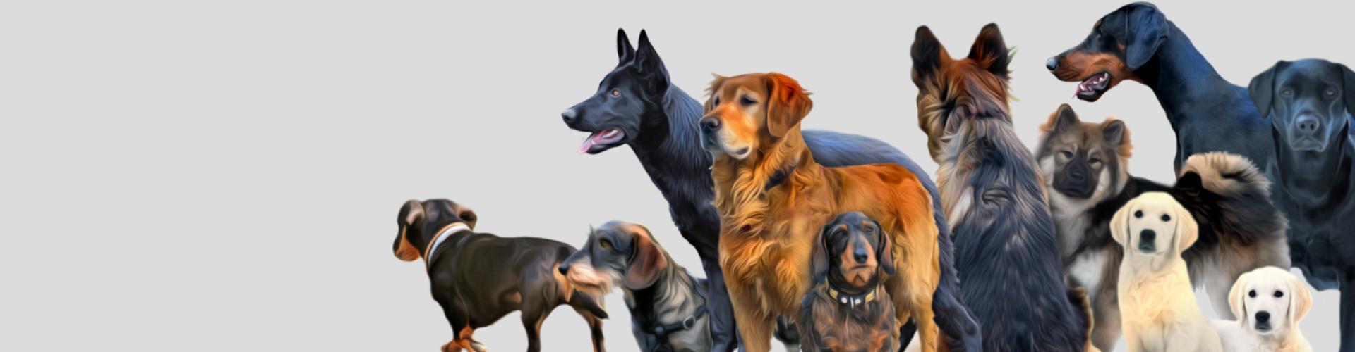 generatio DNA-Tests für Hunde, Tierärztliches Institut für Molekulare Genetik