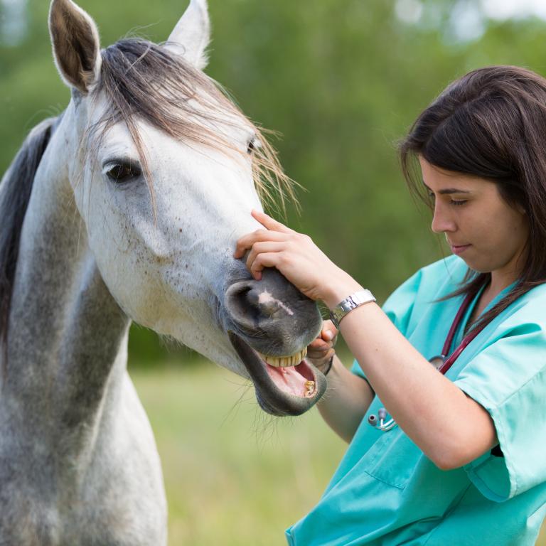 Tierarzt_Pferd