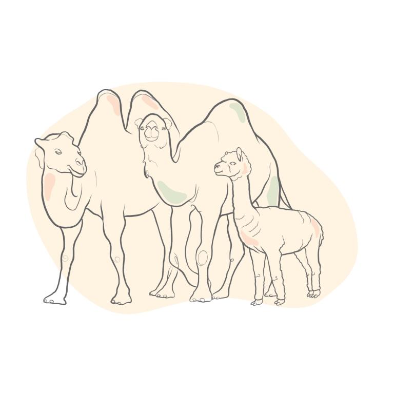 camels_bactriancamels_alpacas